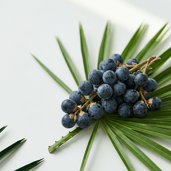 Saw Palmetto (45% Yağ Asitleri, ~233 mg)